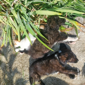 Donez pui schnauzer 
