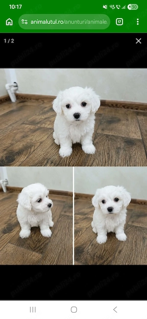 Băiat și fetita bichon maltez 