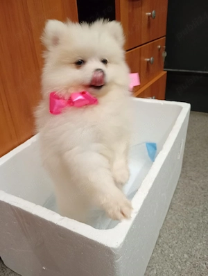 pomeranian mini