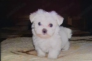 Bichon maltez mini toy