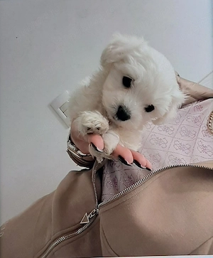 Vand bichon mini toy 6 saptamani