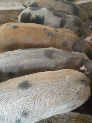 purcei 11 săptămâni  220 lei