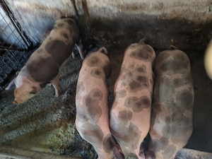 Porci între 100-150 kg - imagine 3