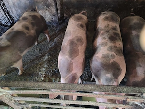 Porci între 100-150 kg - imagine 2