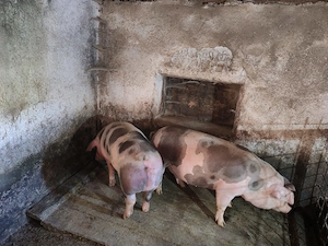 Porci între 100-150 kg - imagine 5