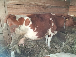 Vaca de vanzare cu vitel