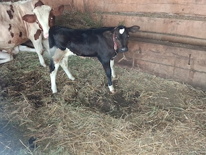 Vaca de vanzare cu vitel - imagine 2