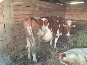 Vaca de vanzare cu vitel - imagine 3