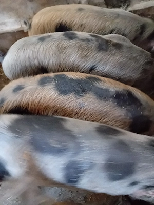 purcei 10 saptamani 220 lei 
