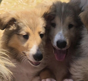 Vand pui Collie Rough tricolori - imagine 3