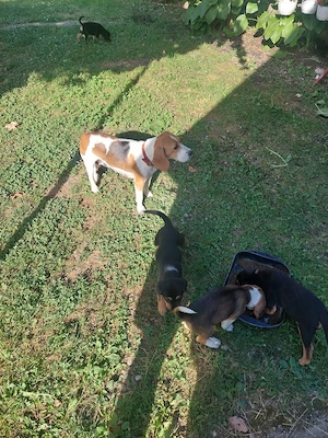 Catei BEAGLE cu carnet de sanatate