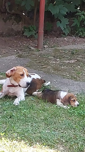 Catei BEAGLE cu carnet de sanatate - imagine 4