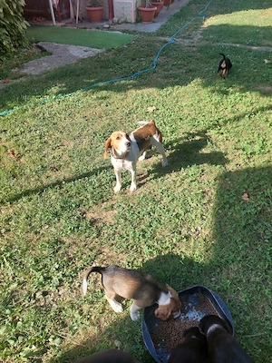 Catei BEAGLE cu carnet de sanatate - imagine 2