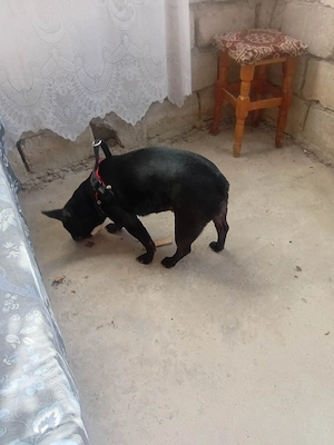 vând Bulldog francez vârstă 4 ani  - imagine 2