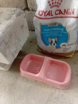 vând Bulldog francez vârstă 4 ani  - imagine 3