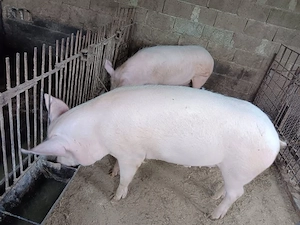 Porci de rasa pic-landrace 150 kg aproximativ        Bozies jud BN - imagine 2