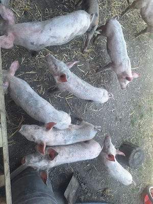 vând purcei de 12 saptămăni - imagine 2