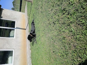 Cățel cane corso  - imagine 3