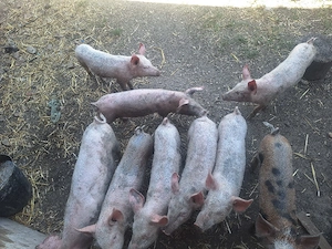 vând purcei de 12 saptămăni
