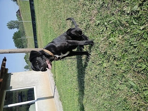Cățel cane corso  - imagine 4