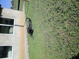 Cățel cane corso  - imagine 2