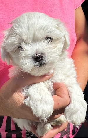 vand bichon  - imagine 4