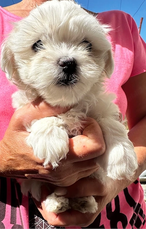 vand bichon  - imagine 5