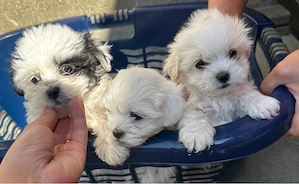 vand bichon 