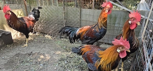 Cocoși Italieni Potârniche   4 luni și 2 săptămâni   Înelati   Exemplare de calitate