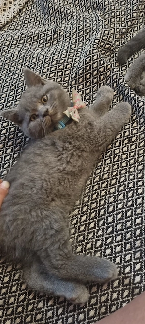 British shorthair Blue