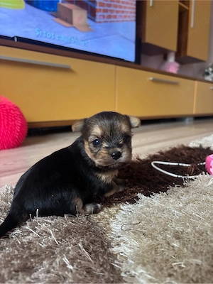 Vând  Yorkshire Terrier  mini toy - imagine 2