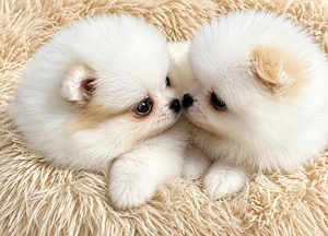 Pomeranian femele - imagine 3