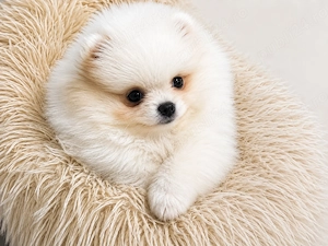 Pomeranian femele - imagine 4