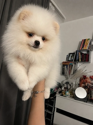 Pomeranian femele
