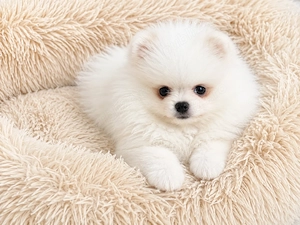 Pomeranian femele - imagine 5