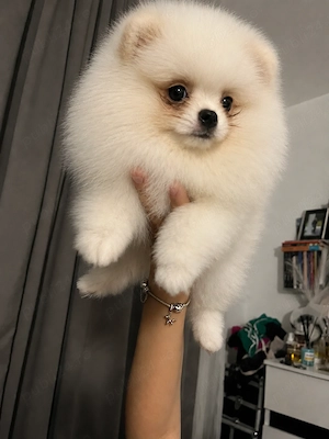 Pomeranian femele - imagine 2