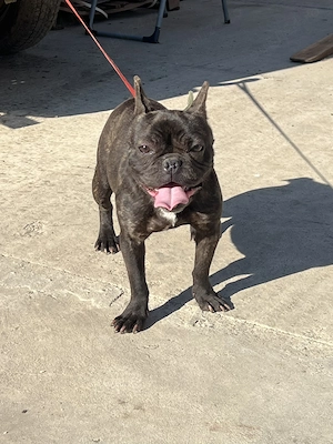 Fetita de bulldog francez 