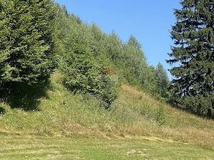 Teren Extravilan 3866 mp in Vama Buzaului la Strada Principala - imagine 7