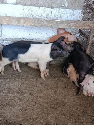 porci mari și mici de vânzare  - imagine 3