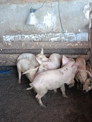 porci mari și mici de vânzare 