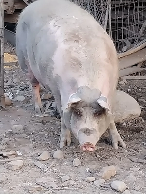 Porc pentru taiere,crescut în propria gospodărie 