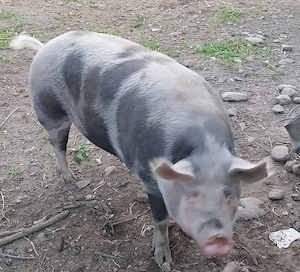 Porc pentru taiere,crescut în propria gospodărie  - imagine 5