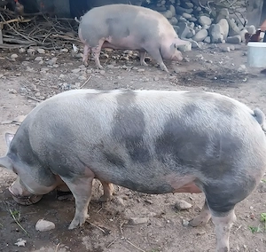 Porc pentru taiere,crescut în propria gospodărie  - imagine 3