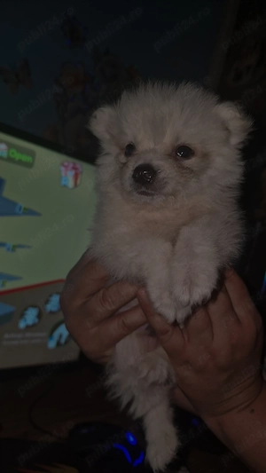Vând cățel pomeranian pur , pui 2 luni