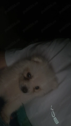 Vând cățel pomeranian pur , pui 2 luni - imagine 2