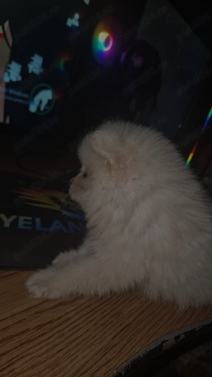 Vând cățel pomeranian pur , pui 2 luni - imagine 3