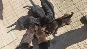 Labrador cu pedigree - imagine 3