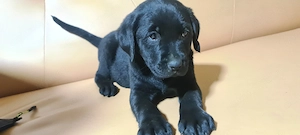 Labrador cu pedigree - imagine 4