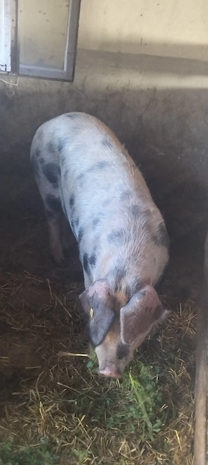 Porc de casă,130-140 kg - imagine 2