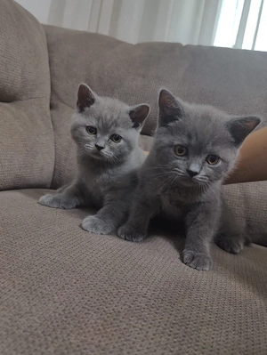 British Shorthair Bacău 